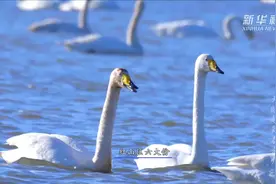 千城胜景丨赤峰：中国天鹅之乡视频封面