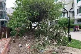罚1200元！无手续砍伐小区里的树，后果来了图片