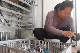 煤矿女职工辞职养鸵鸟，最高存栏量超过1500只图片