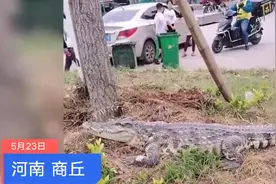 河南街头惊现鳄鱼“散步”，网友直呼离谱，民警：表演用的，没有攻击性图片