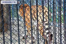 叮咚快评｜饲养员被老虎袭击身亡，三问南阳丹江孔雀谷图片