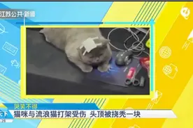 猫咪出去偷吃包子，被流浪猫截住打了一架，头顶都被挠秃了一块视频封面