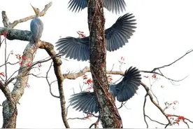 云南生物多样性数字化百科图谱丨大灰啄木鸟：对啄木鸟没有了解的人，get不到我的“伟岸”图片