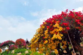 羊城初夏，五色花开图片