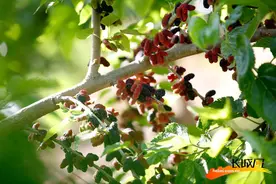 高清组图｜保定满城区：小桑葚撬动农旅“大市场”图片