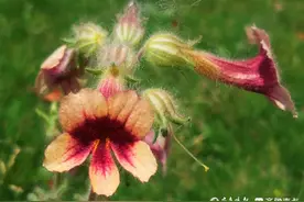 花儿美用途高，地黄是一味良药图片