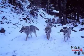 生态越来越好，狼群出没阿尔泰山图片