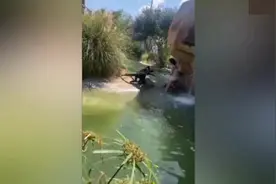 美国一女子跳进动物园围栏与猴子近距离接触并喂食 将面临起诉图片