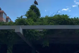 北京一停车场飞来一只不怕人的蓝孔雀，专家推测：它打这儿来图片