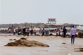 落大潮！日照赶海大军再出动图片