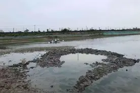 一声巨响！嘉兴一处鱼塘突然掉下不明物体图片