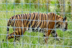 河南淅川两只老虎咬死饲养员被击毙 更多处置细节披露图片