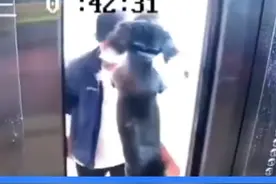 狗狗独自进电梯被吊半空，开门瞬间居民被吓得后退图片