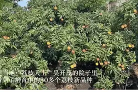 万物皆可辣！辣椒味荔枝冲上热搜……图片