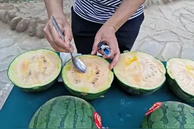 多彩西瓜亮相北京西瓜采摘季，部分品种将大面积推广图片