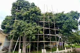 千年古荔枝订价200元一斤，客商：“值！”图片