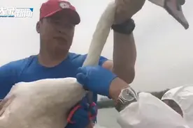 郑州网红疣鼻天鹅所戴环志颈圈已拆除 是“外行指导内行”吗？图片