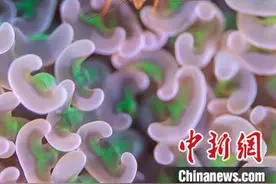 水下摄影师拍三亚：海底世界惊艳曝光图片
