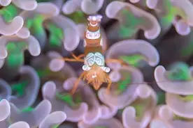 水下摄影师拍三亚：海底世界惊艳曝光图片