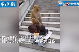 女子喂猴反被猴子踩头欺负，网友直呼：泼猴图片