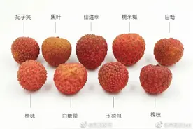 不光要会辨别荔枝的常见种类，还要学会做荔枝美食哦图片