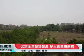 北京一男子竟然张开十米大网捕猎野生鸟类，森林公安出手了图片
