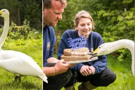 英国最年长天鹅将庆祝30岁生日图片