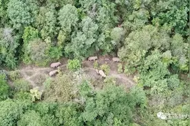 云南野象群集体北迁：40天“肇事”412起，没造成人员伤亡图片