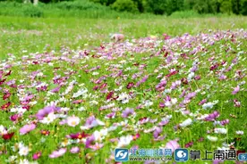 南通这片格桑花海盛放 等你来打卡图片