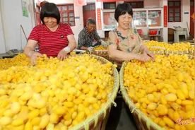 浙江湖州：蚕农丰收“黄金茧”图片
