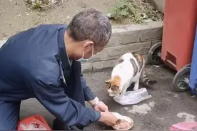 工资仅两千多 成都这个保安竟每月花过千元救助流浪猫图片