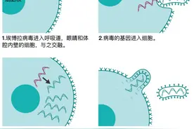 德堡“病毒暗史”：埃博拉病毒全球之旅及泄漏之虞带来的启示图片
