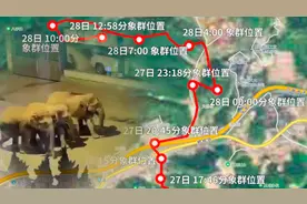 解密象群在云南峨山迁移轨迹图，专家称一路向北系偶然事件视频封面