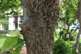 “密恐”慎入！天幕毛虫又来了｜园林部门严密监测防治图片