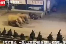 云南15头大象罕见向北迁移！已走了大半年，网友：马上到昆明了图片