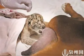 泉州：公狮母虎产下小狮虎兽 虎妈无心奶娃 暂由狗妈妈喂奶图片
