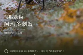 「云南生物多样性数字化百科图谱」节肢动物•阿玛多刺蚁：会“喷毒”很另类，自带重金属朋克风，这样的蚂蚁见过吗？图片