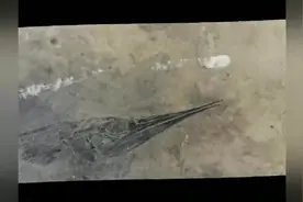 没找到金矿却捡到鱼化石！他在云南发现世界级海洋古生物宝藏图片