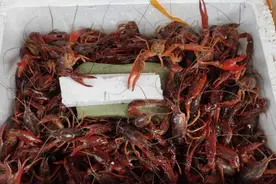 广州小龙虾大降价！实现吃虾自由了图片