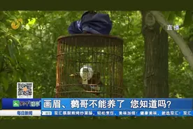 养鸟需谨慎！画眉、鹩哥、云雀这些鸟类以后不能随便养，当心违法视频封面