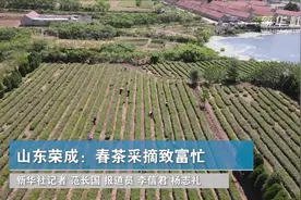 山东荣成：春茶采摘致富忙视频封面
