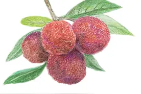 杨梅，你吃对了吗？图片