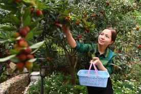 钱塘江·寻味江南丨马涧摘杨梅图片