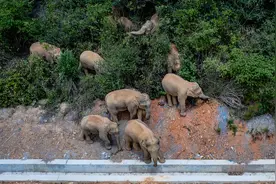 战象腾踏：宋元明时期中国和越南的象军图片