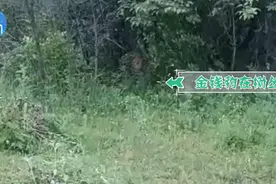 仅隔3米！牛被吓得走不动道！陕西男子放牛下山偶遇金钱豹图片