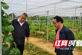 凤凰：“断根嫁接”成功 菖蒲塘村猕猴桃嫁接技术取得新突破图片