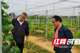 凤凰：“断根嫁接”成功 菖蒲塘村猕猴桃嫁接技术取得新突破图片