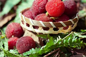 酸甜爽口！杨梅要来哉图片