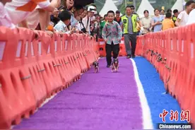 重庆：“香猪跑”比赛尽显萌态图片