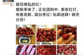 一颗樱桃带起的产业节奏（附：山东樱桃地图）图片